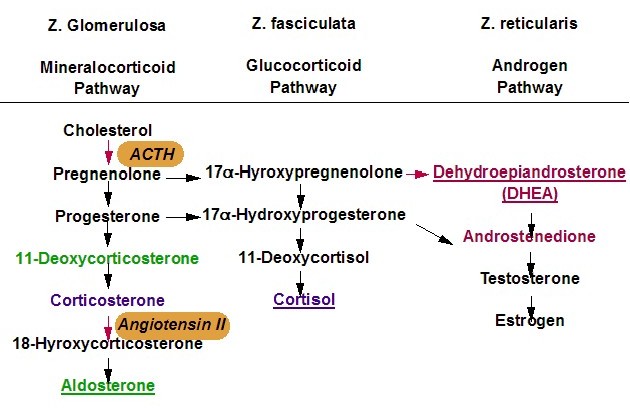 Pathways of adrenal steroid biosynthesis in adrenal cortex